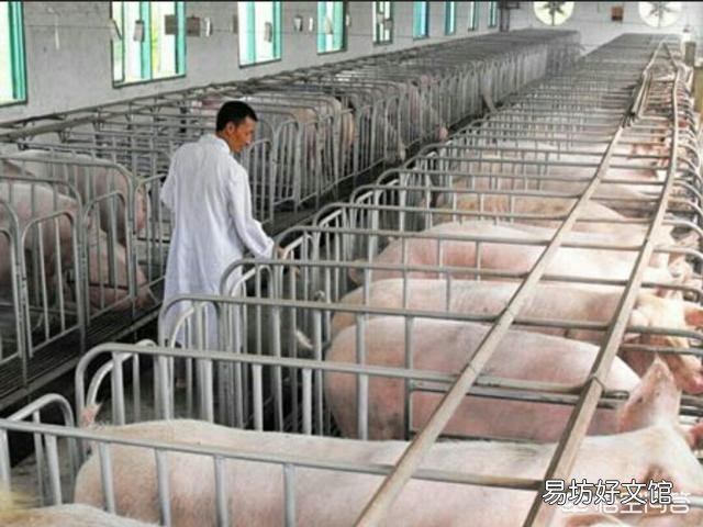 农民养猪的风险有多大?