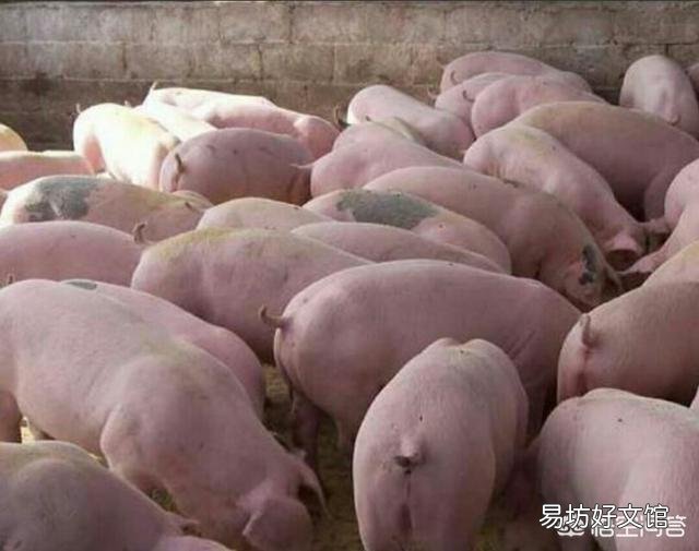 农民养猪的风险有多大?