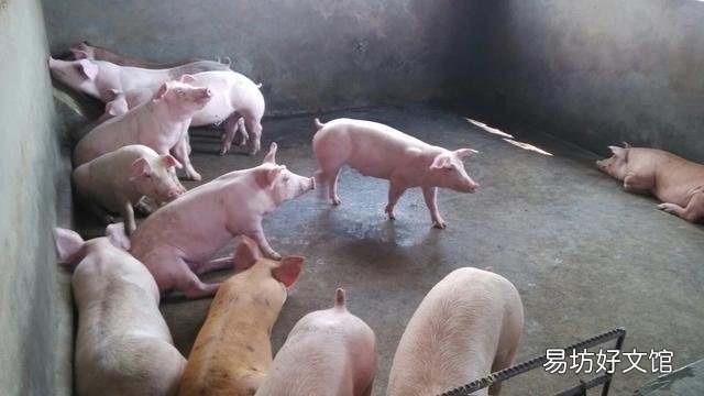 农民养猪的风险有多大?