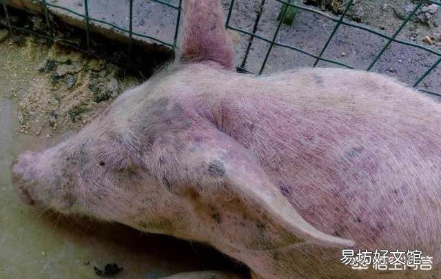 猪瘟病会出现哪些特征和病变?需要如何防疫?