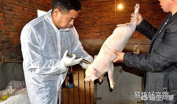 猪瘟病会出现哪些特征和病变?需要如何防疫?