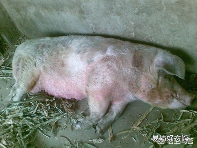 猪瘟病会出现哪些特征和病变?需要如何防疫?