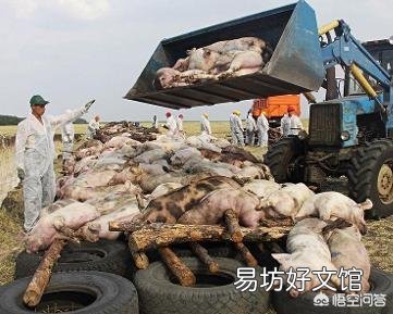 猪瘟病会出现哪些特征和病变?需要如何防疫?