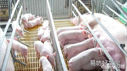 畜牧养殖业的发展前景怎么样?