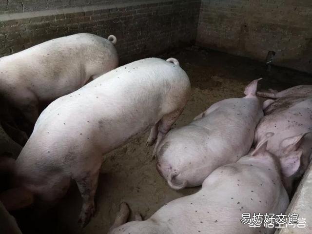 猪价低迷时,家庭农场配种本交和人工配种哪个比较好?
