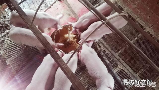 猪长得快是被催肥了吗?