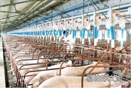 猪长得快是被催肥了吗?