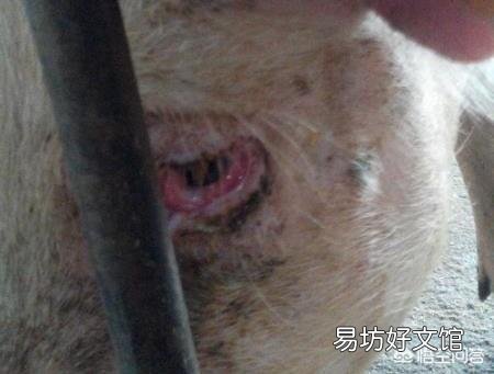 如何消除母猪眼持续有泪斑现象？