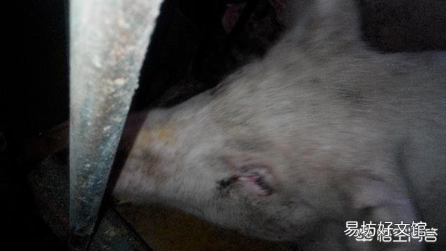 如何消除母猪眼持续有泪斑现象？