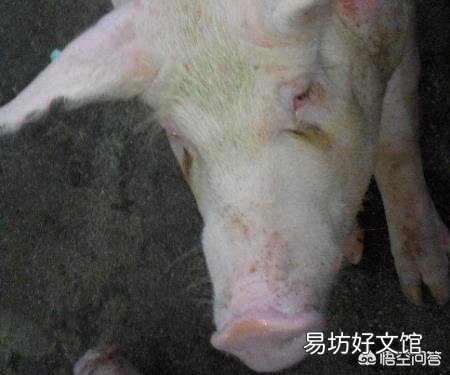 如何消除母猪眼持续有泪斑现象？