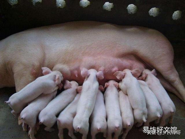 母猪产后应该怎样护理最好?