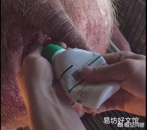 母猪产后应该怎样护理最好?