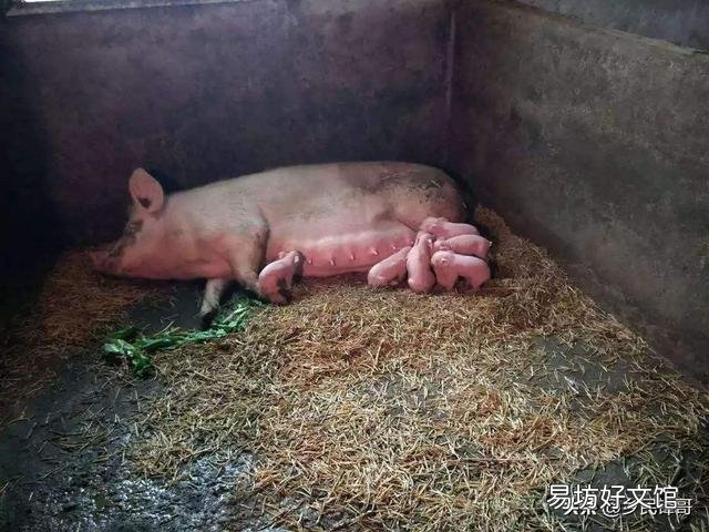 母猪产后应该怎样护理最好?