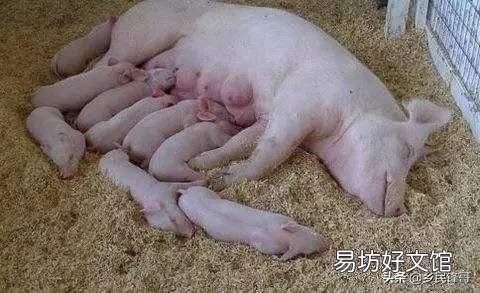 母猪产后应该怎样护理最好?