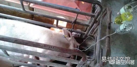 母猪产后应该怎样护理最好?