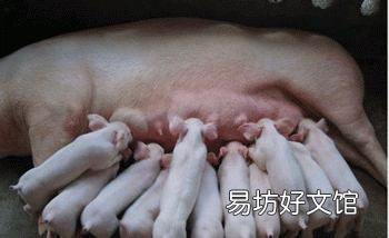 母猪产后应该怎样护理最好?
