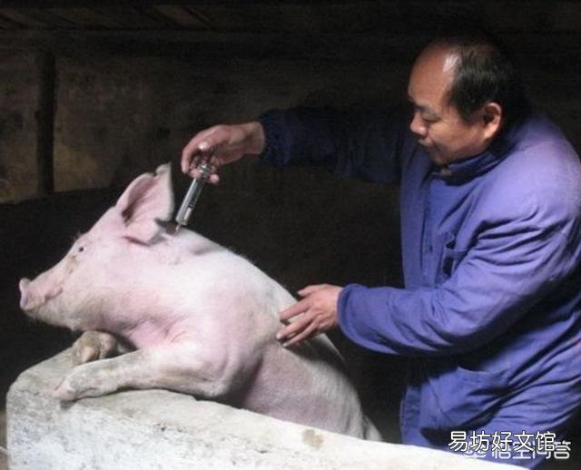 母猪产后应该怎样护理最好?