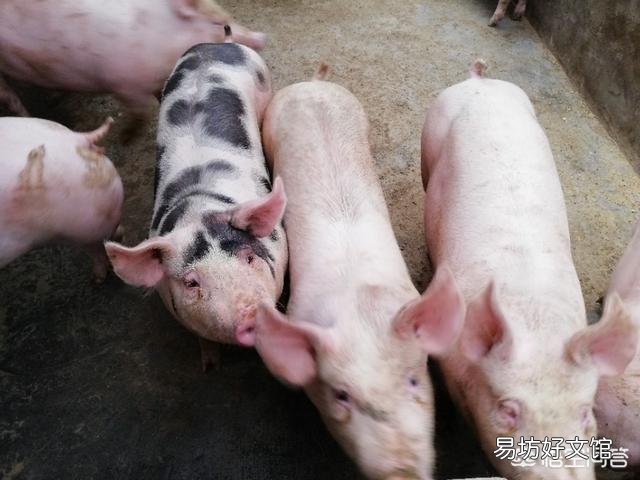 2018年进口猪肉的冲击性怎么样?