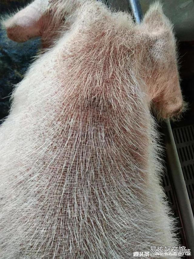 母猪消瘦怎么治疗?