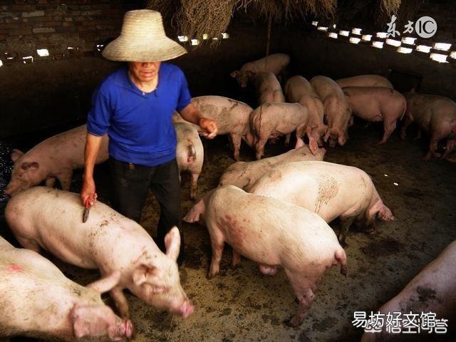 母猪消瘦怎么治疗?