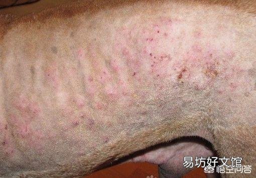 母猪消瘦怎么治疗?