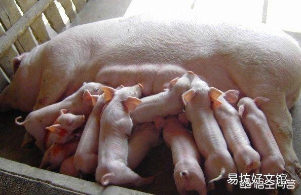 母猪生仔猪太多,奶水不够用怎么办?