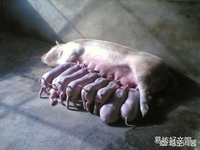 母猪生仔猪太多,奶水不够用怎么办?