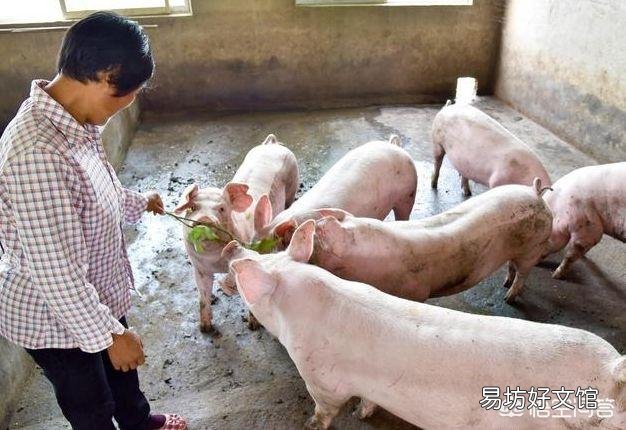 生猪下半年行情会怎样?
