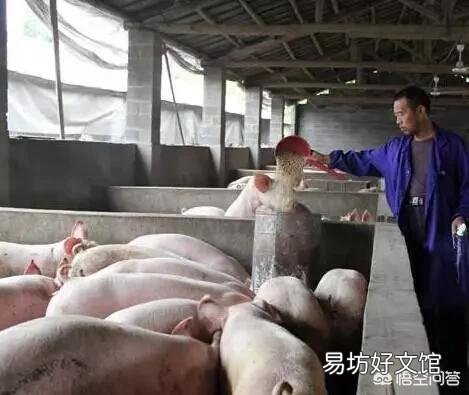 生猪下半年行情会怎样?