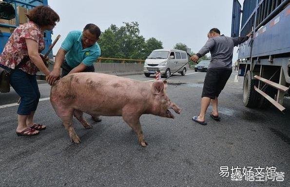 生猪下半年行情会怎样?