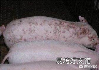 猪得了猪瘟应该怎么治?