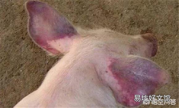 猪得了猪瘟应该怎么治?