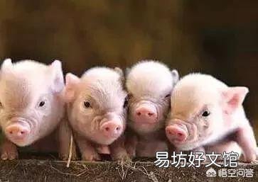 猪得了猪瘟应该怎么治?