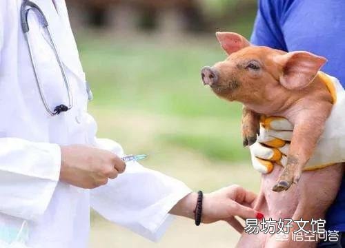 猪得了猪瘟应该怎么治?