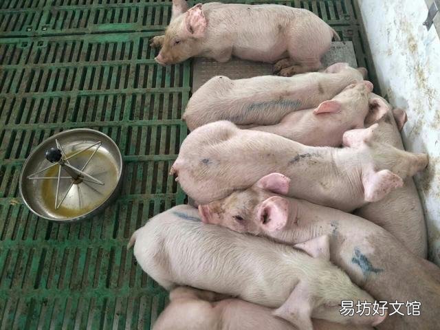 还有蓝耳病发生吗?