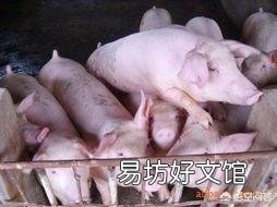 私人养殖场,有公司要来合作,他们提供仔猪,饲料,防疫,我们来养,行吗?