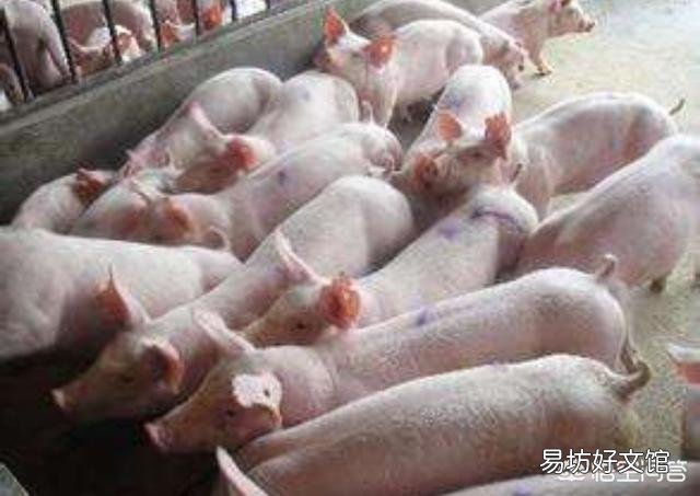 私人养殖场,有公司要来合作,他们提供仔猪,饲料,防疫,我们来养,行吗?
