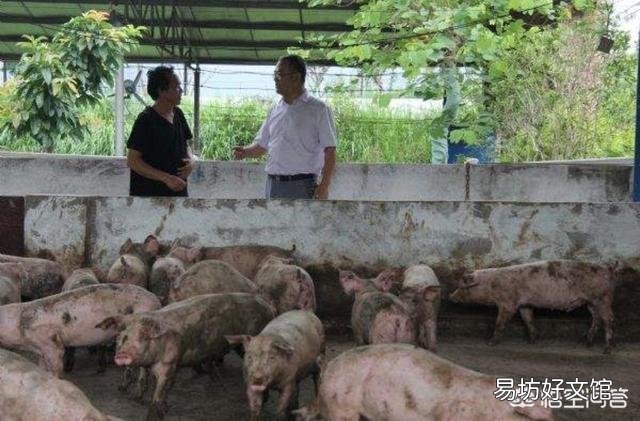 私人养殖场,有公司要来合作,他们提供仔猪,饲料,防疫,我们来养,行吗?