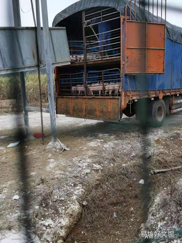 私人养殖场,有公司要来合作,他们提供仔猪,饲料,防疫,我们来养,行吗?
