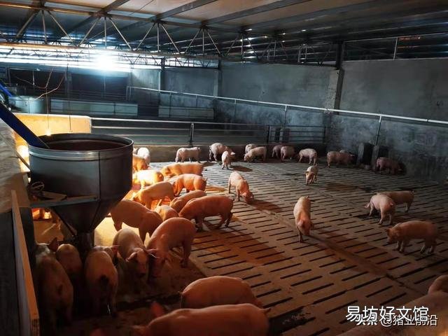私人养殖场,有公司要来合作,他们提供仔猪,饲料,防疫,我们来养,行吗?