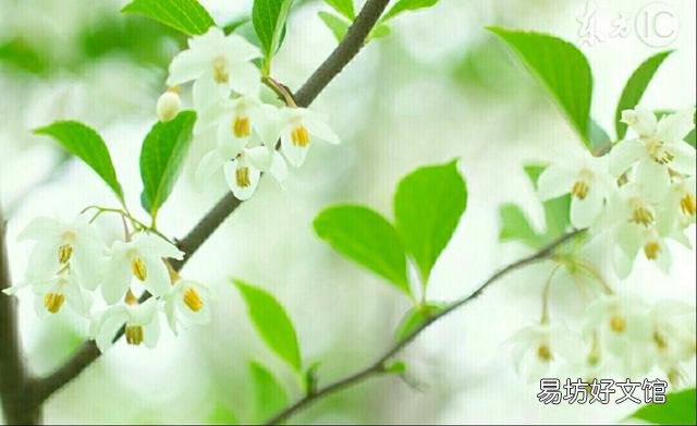 为什么市场上很少见单瓣茉莉?