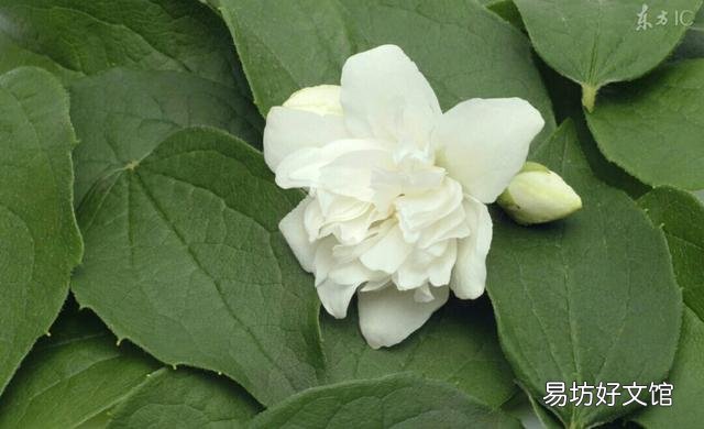 为什么市场上很少见单瓣茉莉?