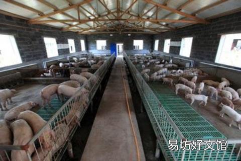 如何养猪才能兼顾环保与经济收益呢?