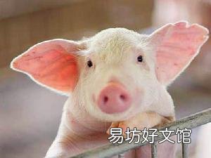 如何养猪才能兼顾环保与经济收益呢?