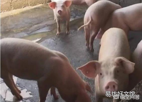 农村养猪俗语“不怕狂风一片,只怕贼风一线”,是什么意思?