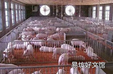 规模化养母猪出售仔猪的前景怎么样?
