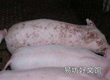 母猪急性猪丹毒怎么治效果快?