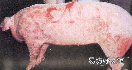 母猪急性猪丹毒怎么治效果快?
