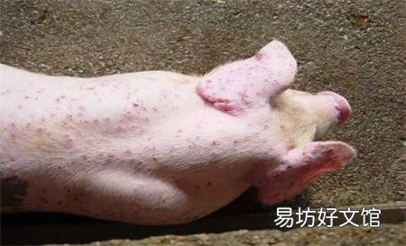 母猪急性猪丹毒怎么治效果快?