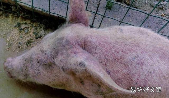 母猪急性猪丹毒怎么治效果快?